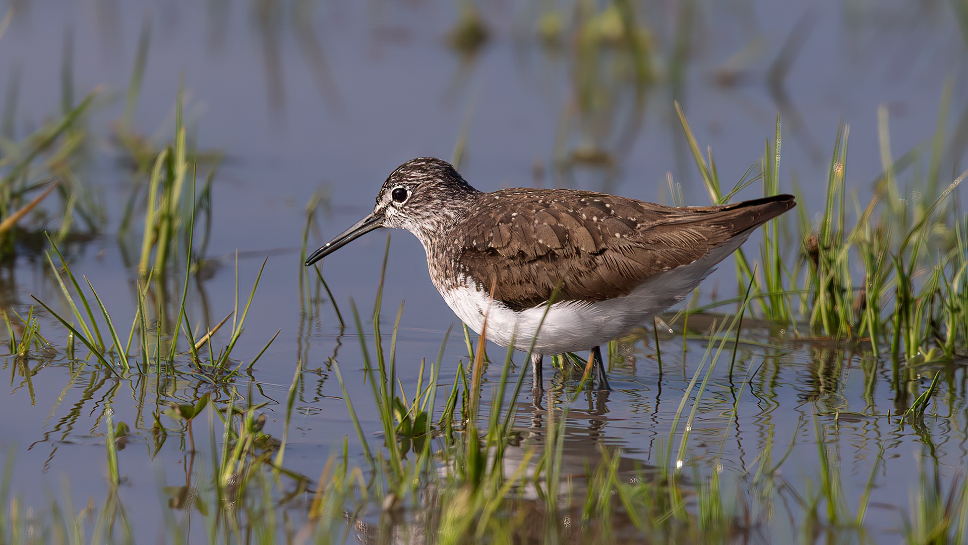 Green Sandpiper